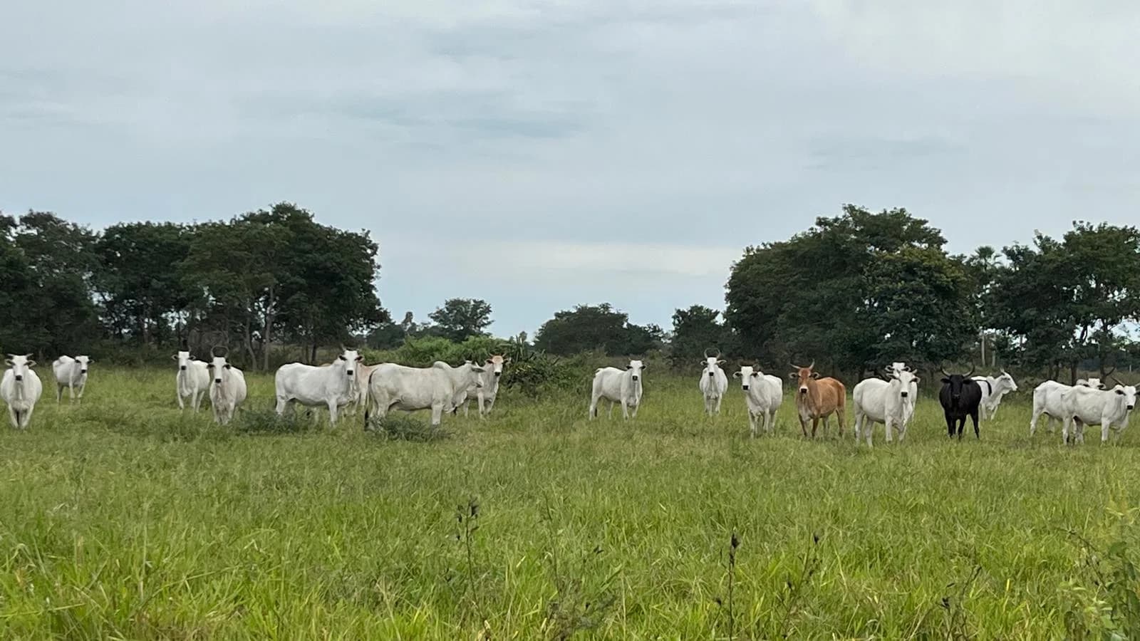 Rural Union of Corumbá Presents Sustainable Pantanal Production to Researchers from Germany's Thünen Institute